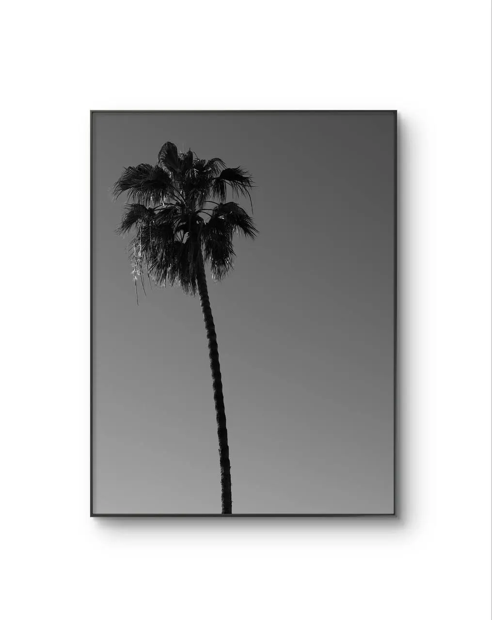 Serena -  Solitary Palm — Fotografie is prima kunstprint door Serena